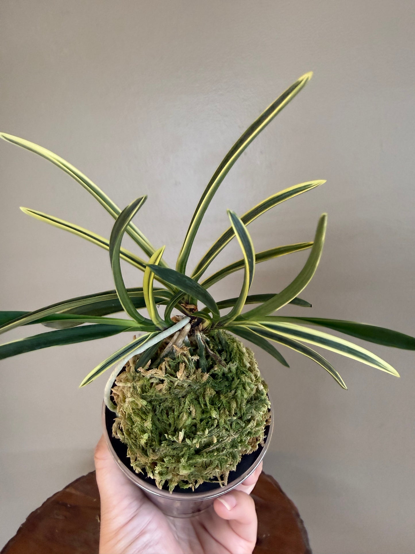 Neofinetia falcata Nishidemiyako 西出都