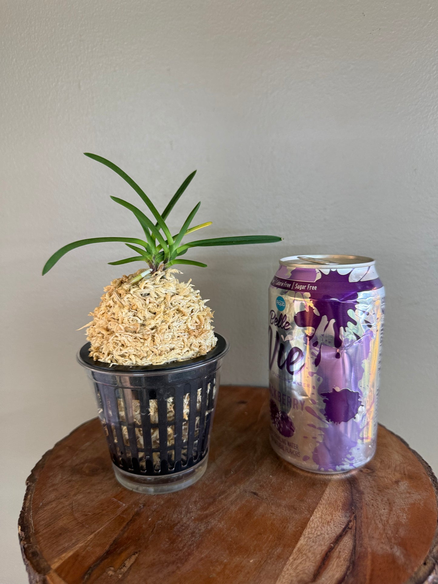 Neofinetia falcata Benitengu 紅天狗