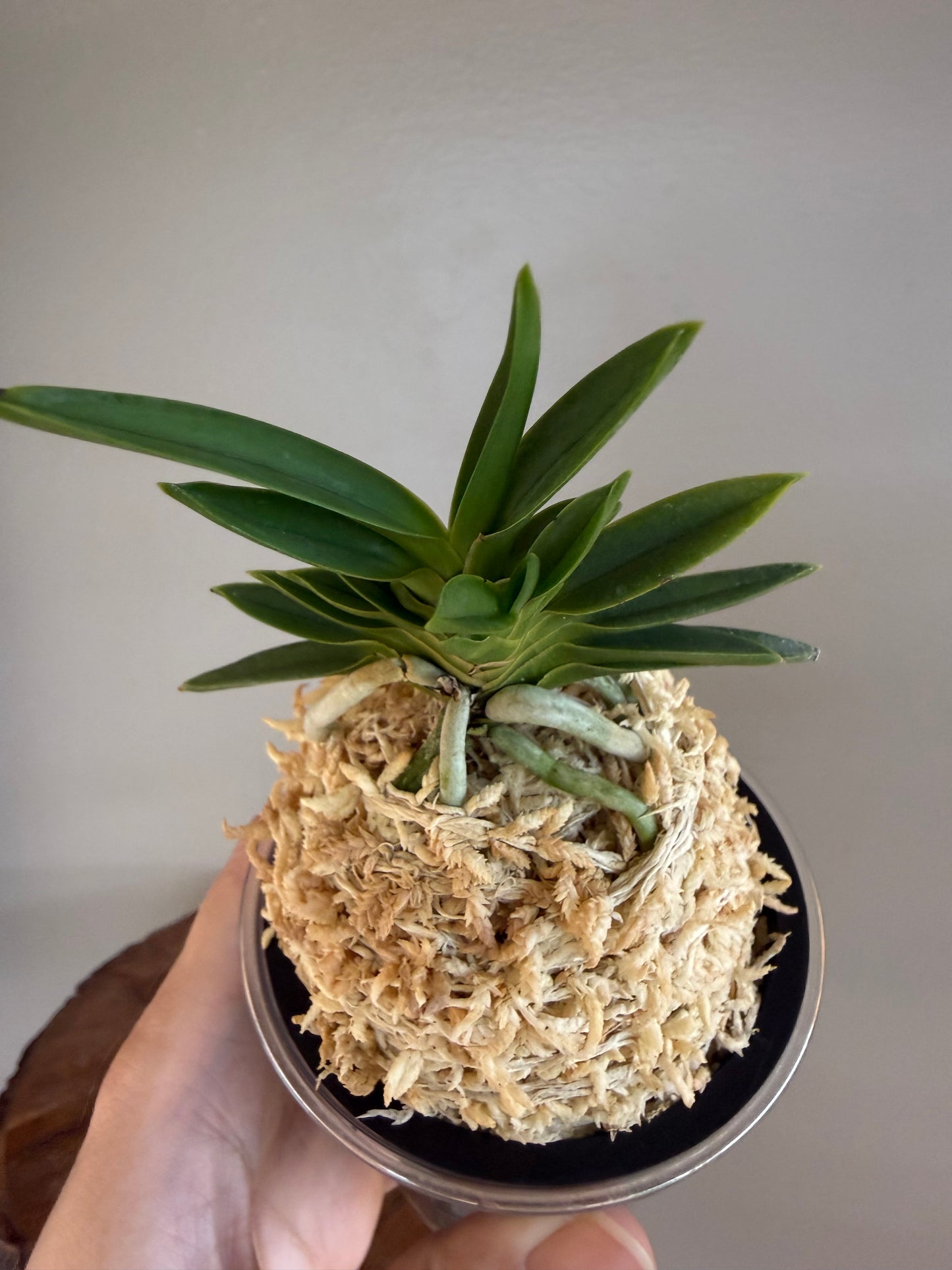 Neofinetia falcata Tensenrui 天蟾類