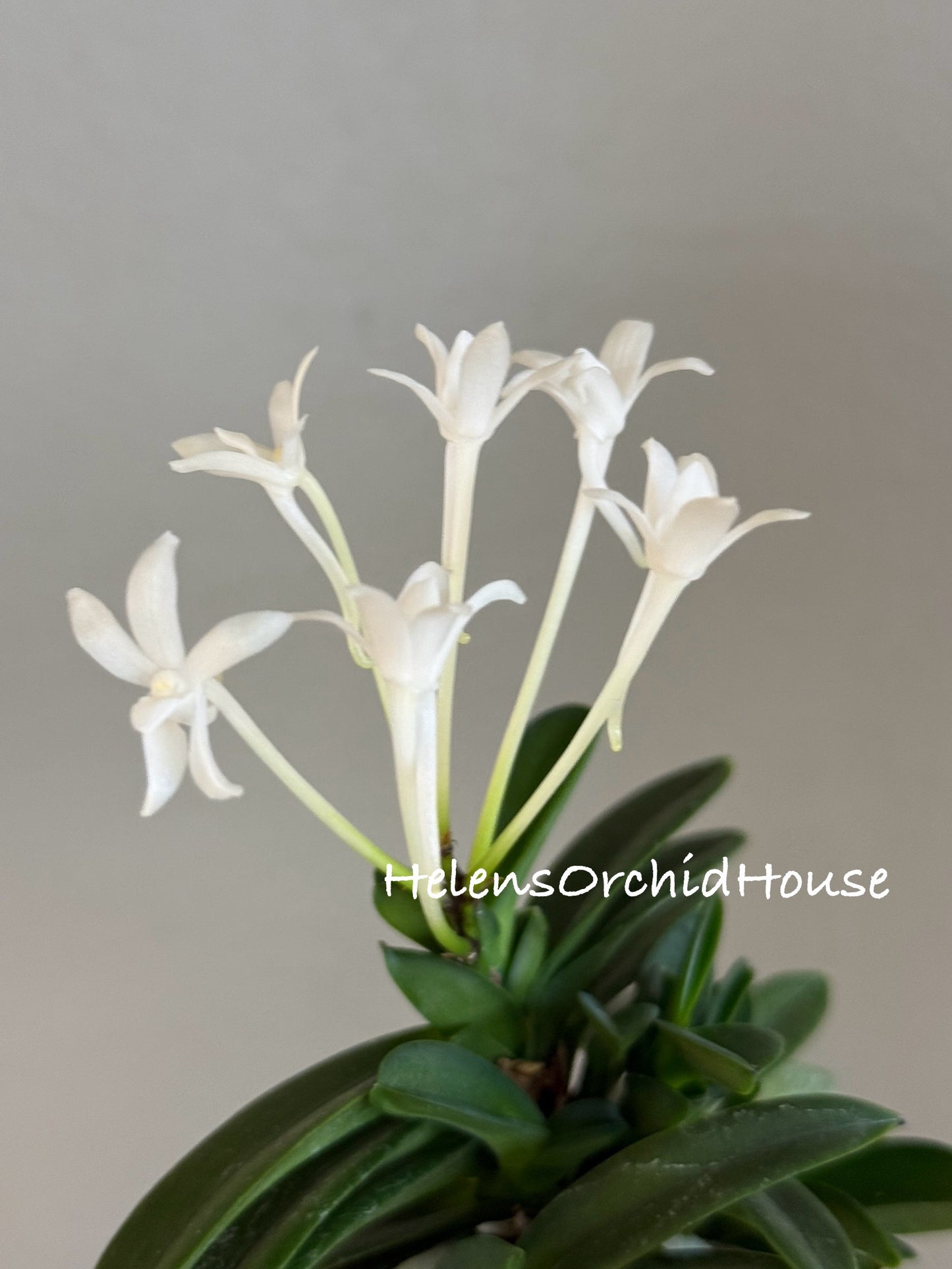 Neofinetia falcata Yodo no Matsu 淀の松