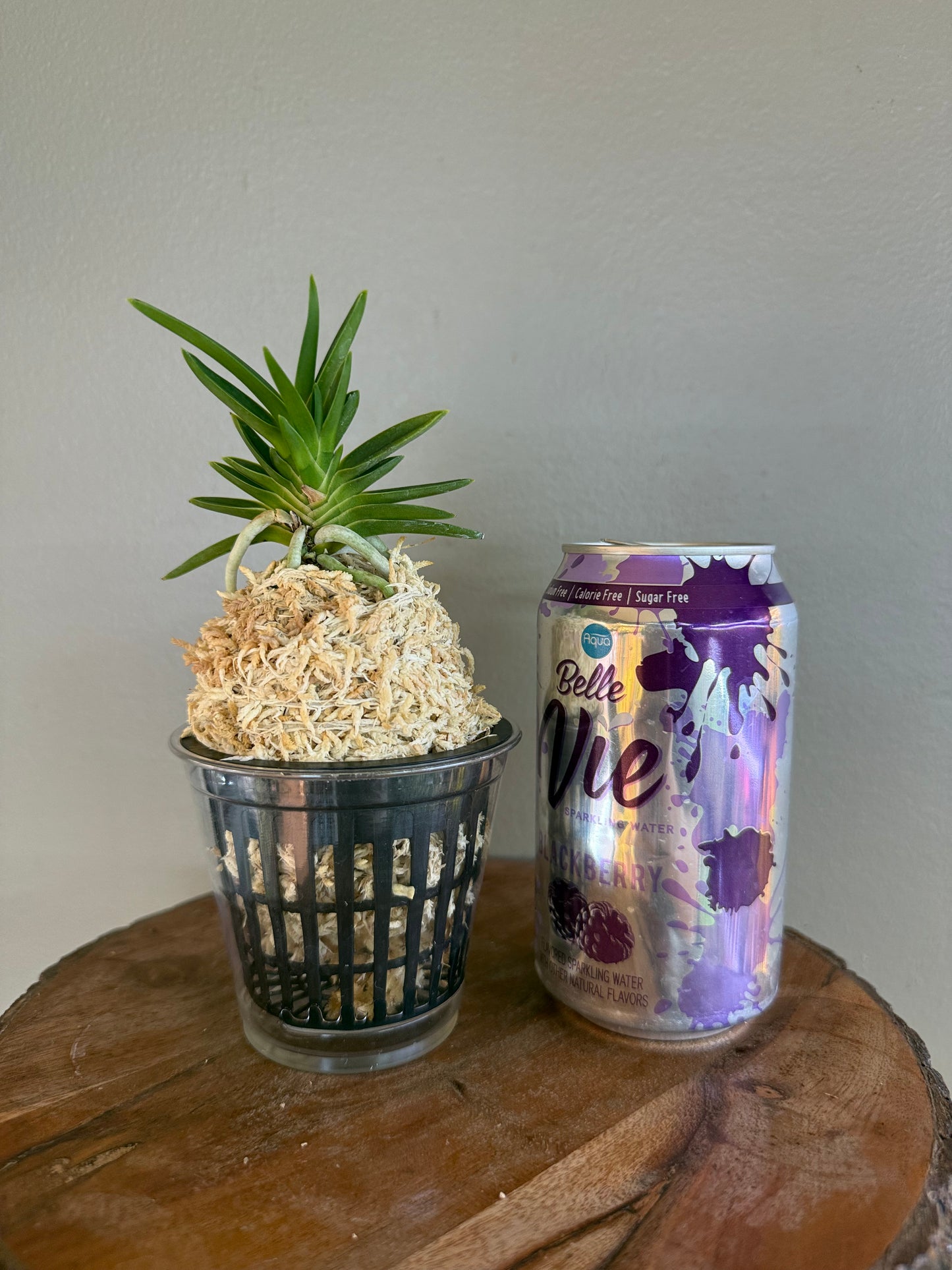 Neofinetia falcata Tensenrui 天蟾類