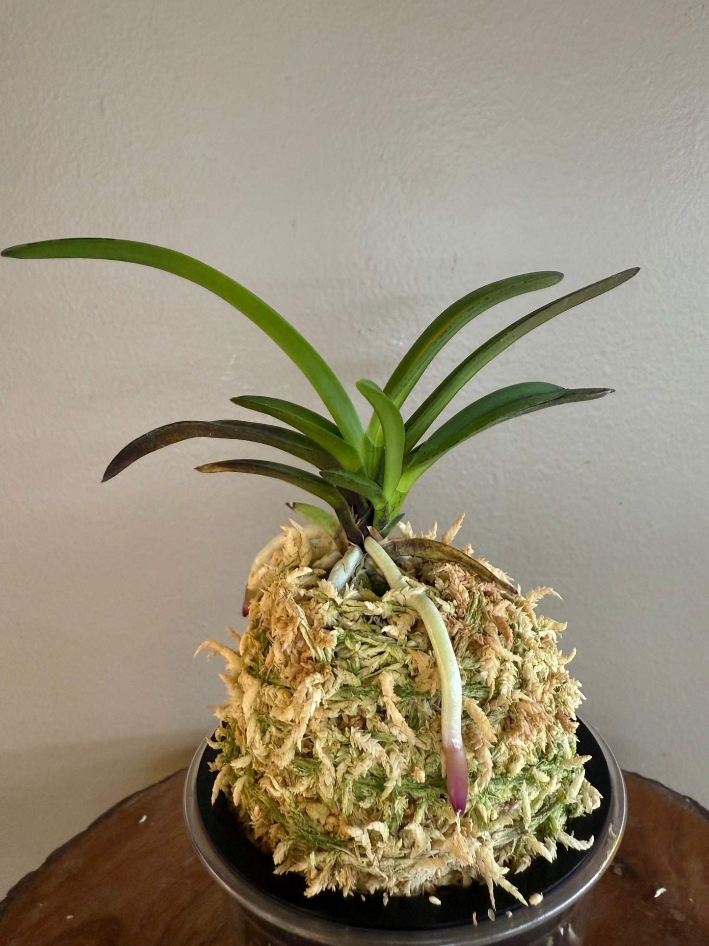 Neofinetia falcata Mikado 帝