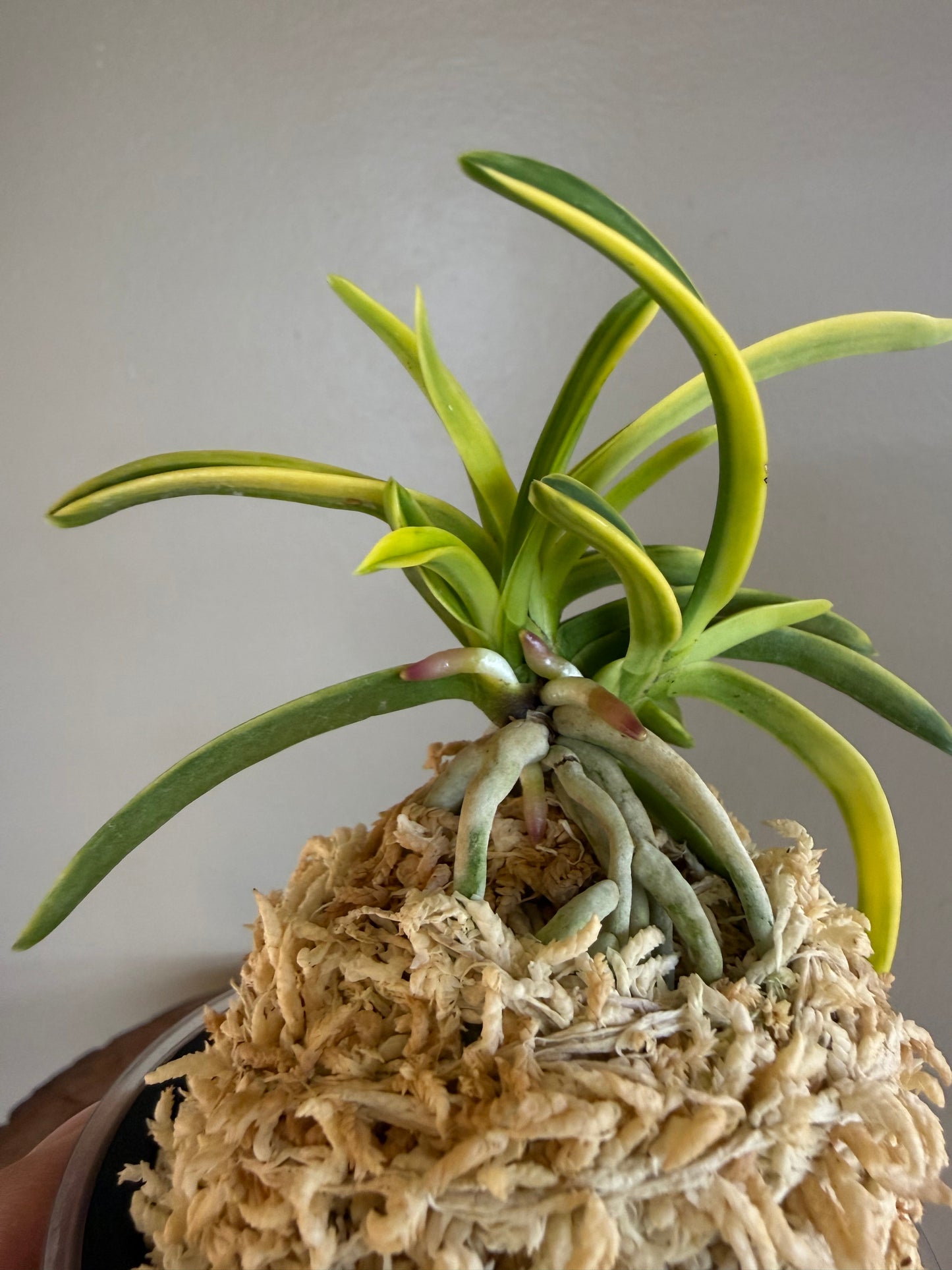 Neofinetia falcata Fugaku 富嶽