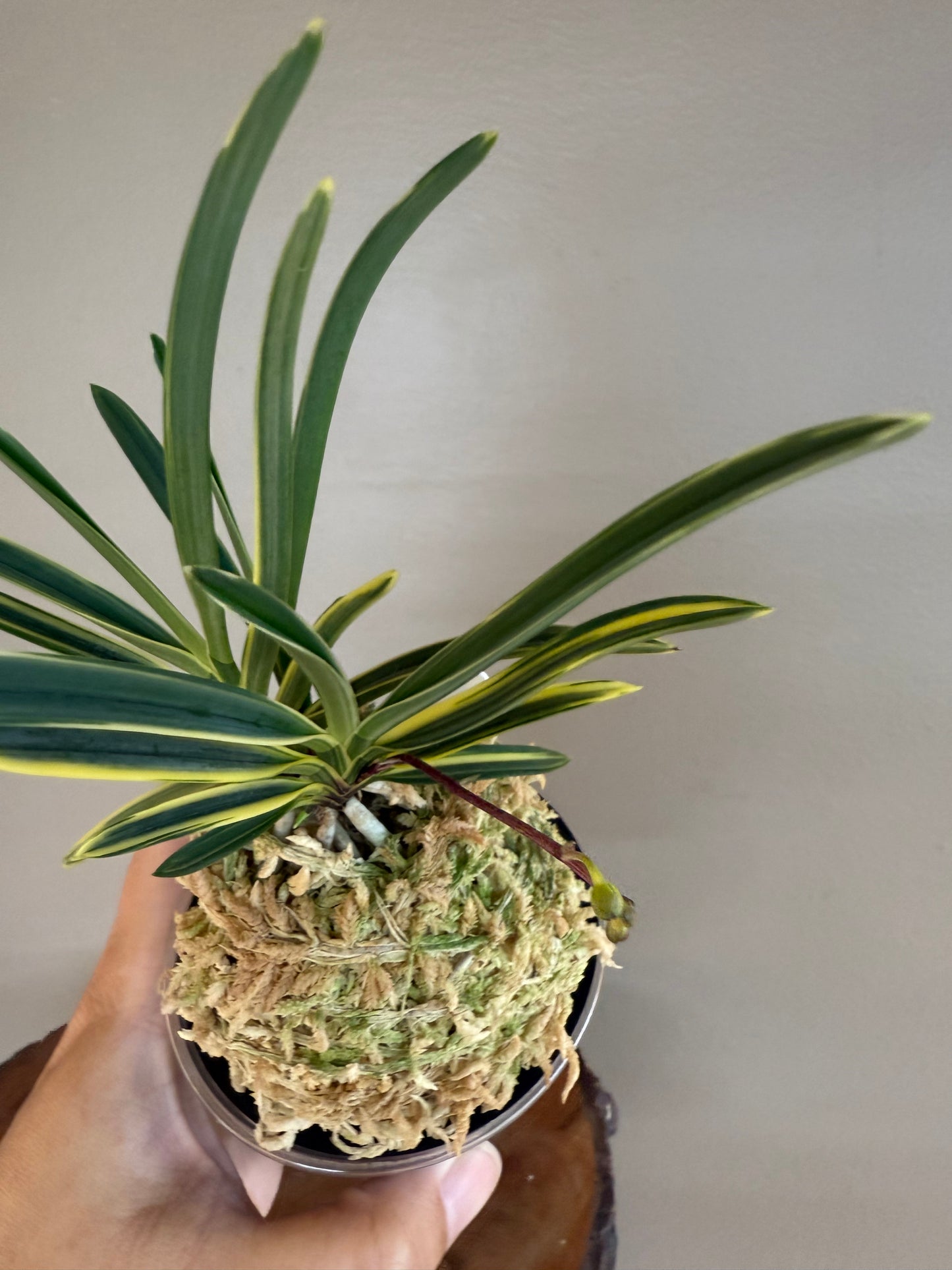 Neofinetia falcata Nishidemiyako 西出都