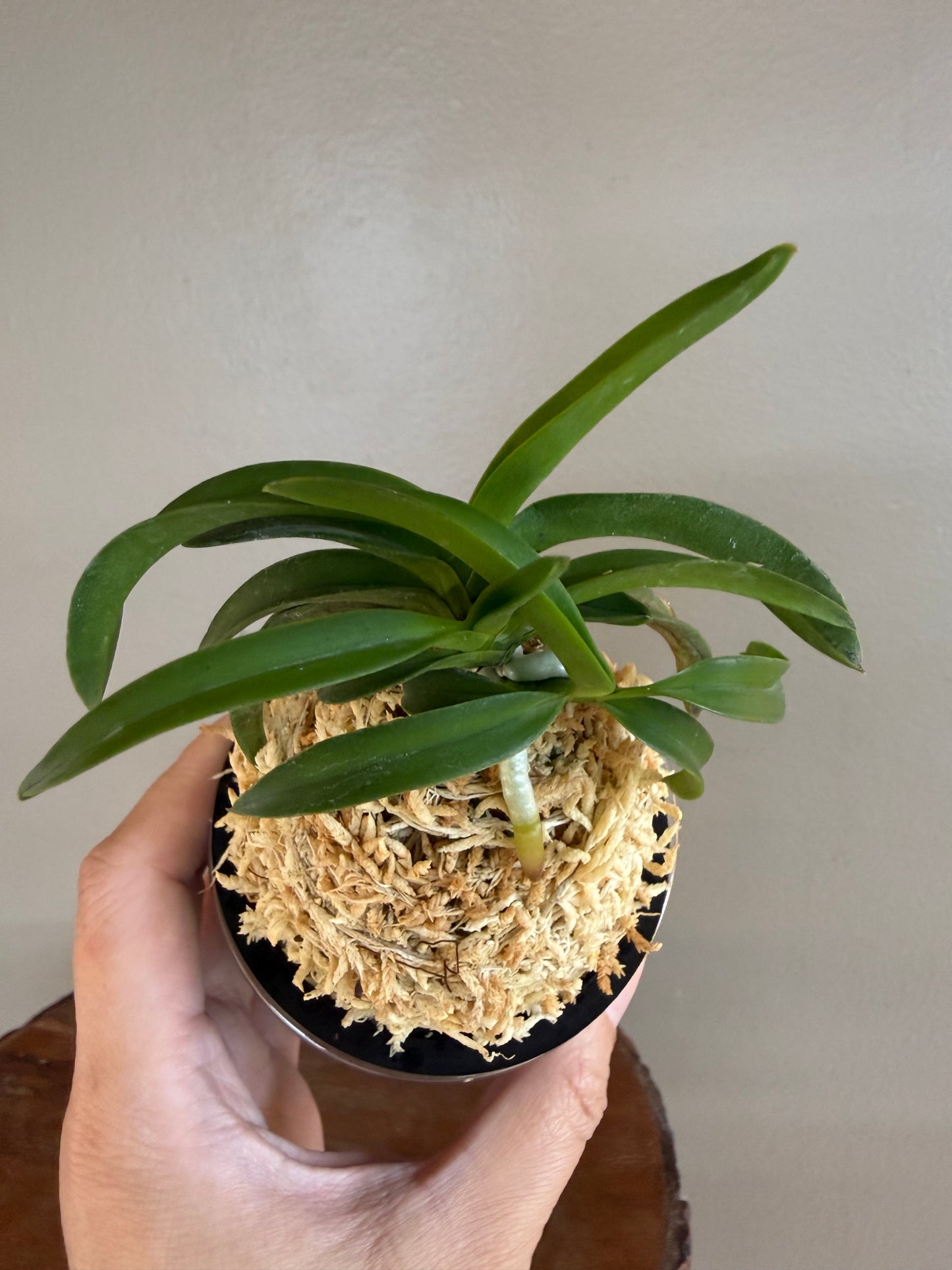 Neofinetia falcata Daepunghae (Onamiseikai Benikaedae) 大楓海