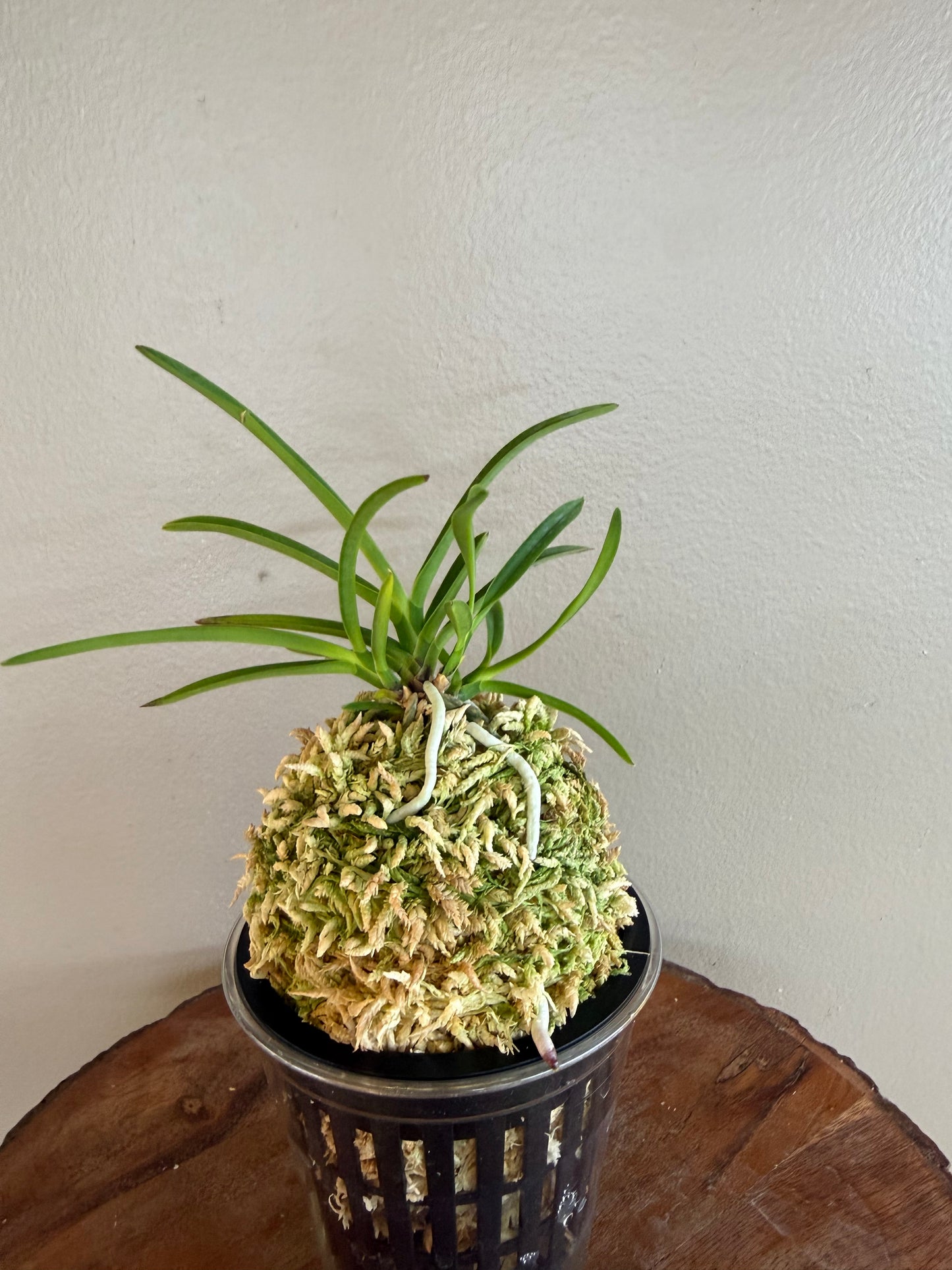 Neofinetia falcata Nangokunomai南國之舞