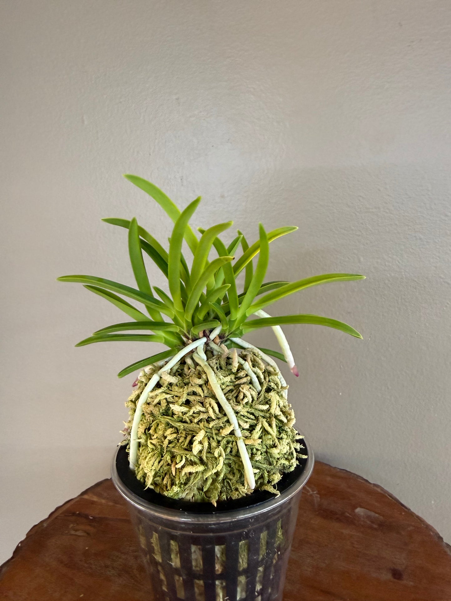 Neofinetia falcata Kinroukaku 金樓閣