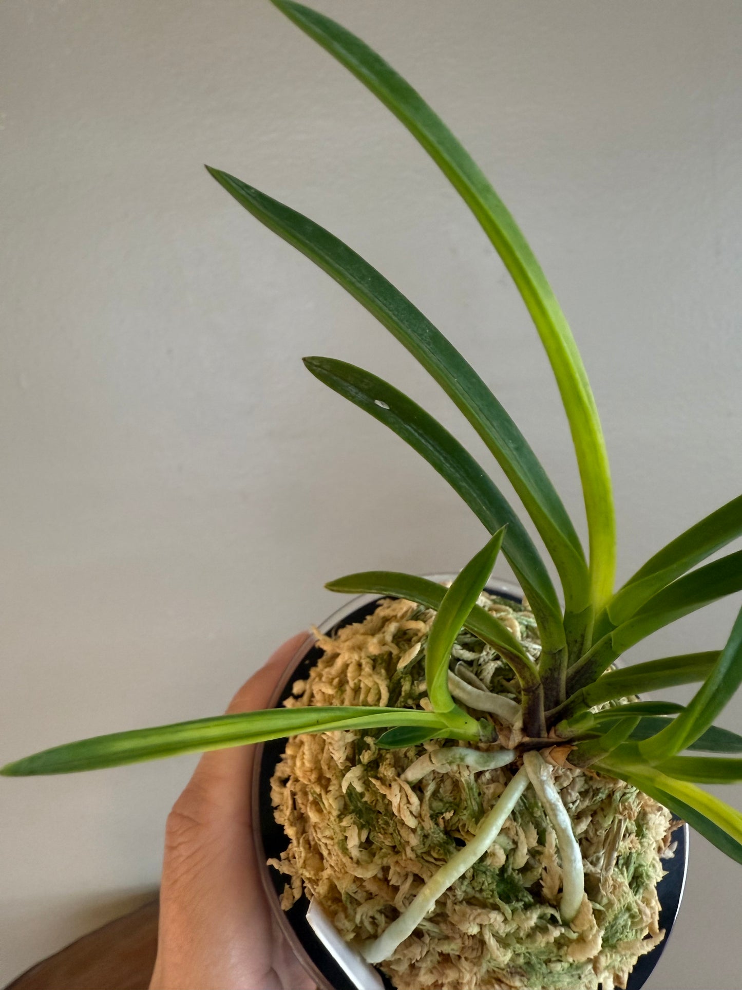 Neofinetia falcata Tenkouden 天晃殿