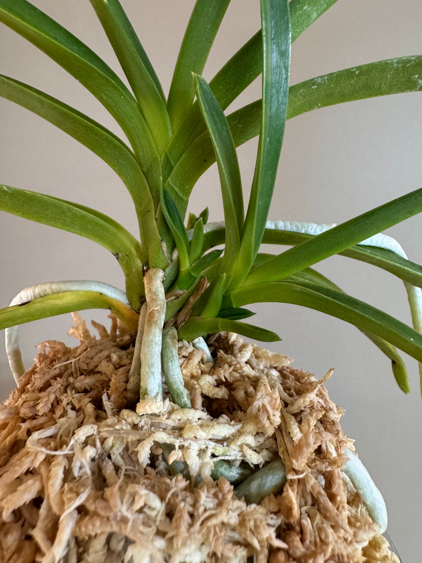 Neofinetia falcata kobai 紅梅