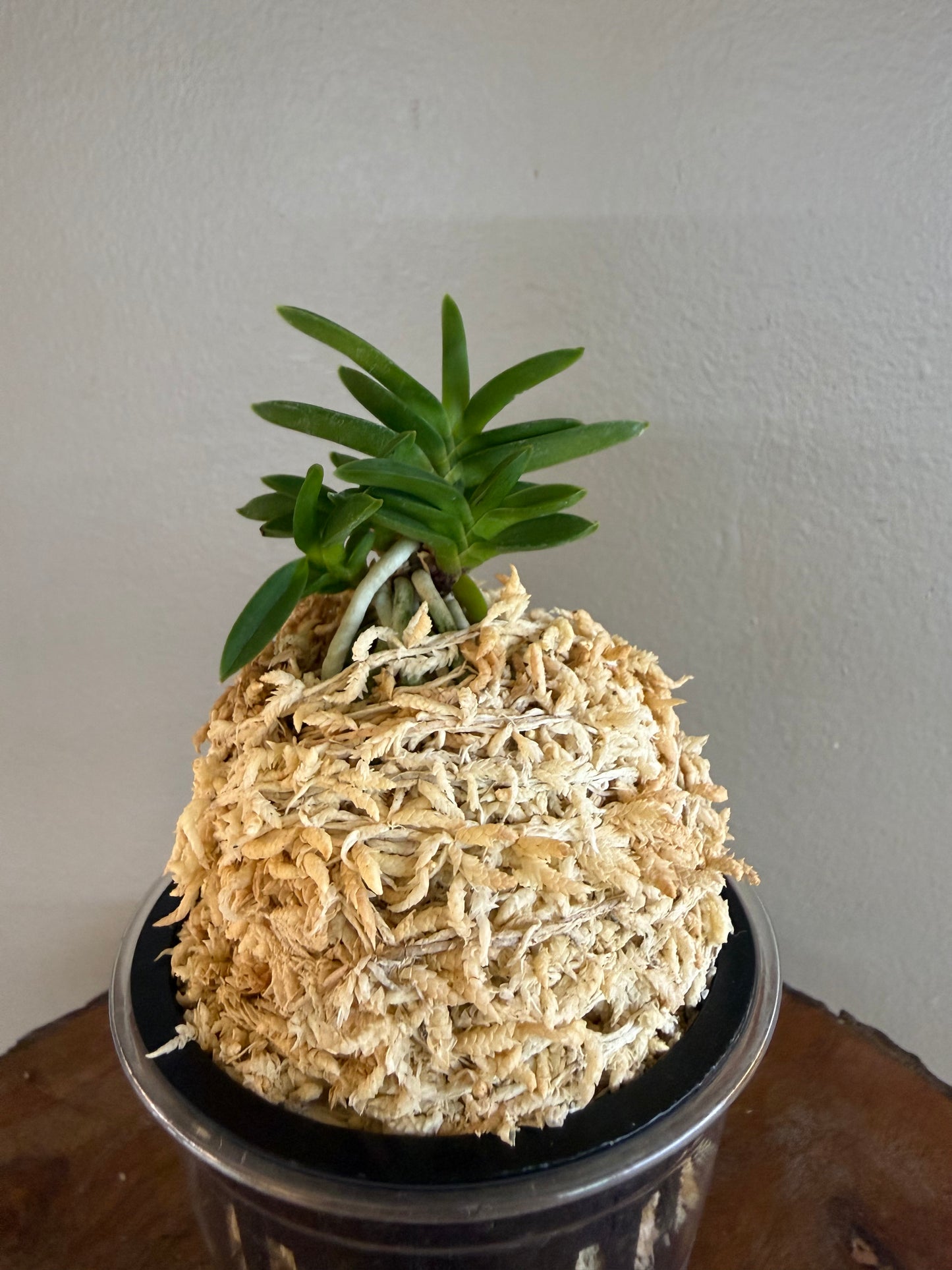 Neofinetia falcata Kirinmaru 麒麟丸