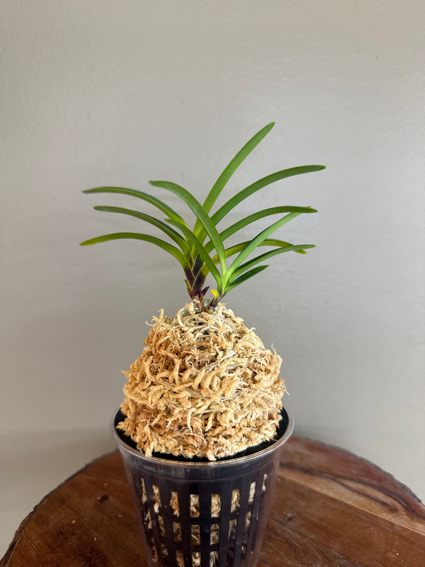 Neofinetia falcata Kouya no Hana 高野の華