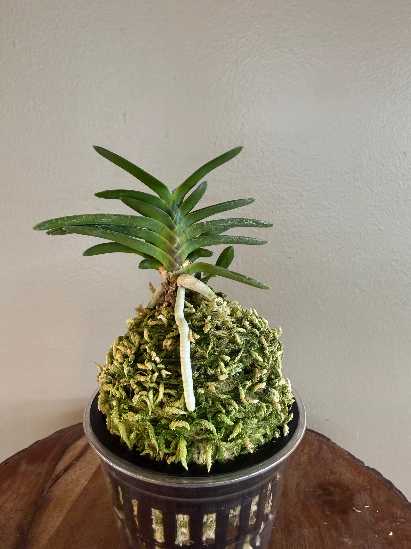 Neofinetia falcata Jukou 寿光