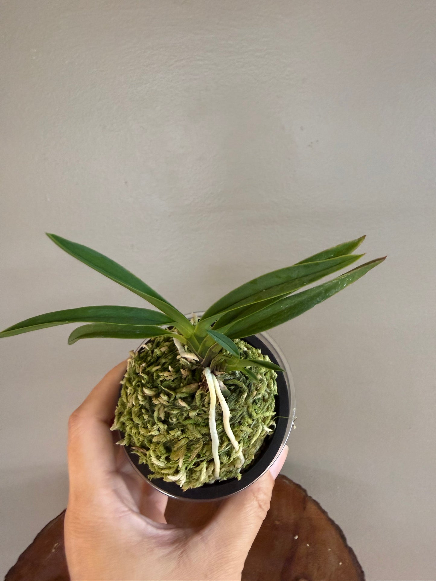 Neofinetia falcata Taiga 大河