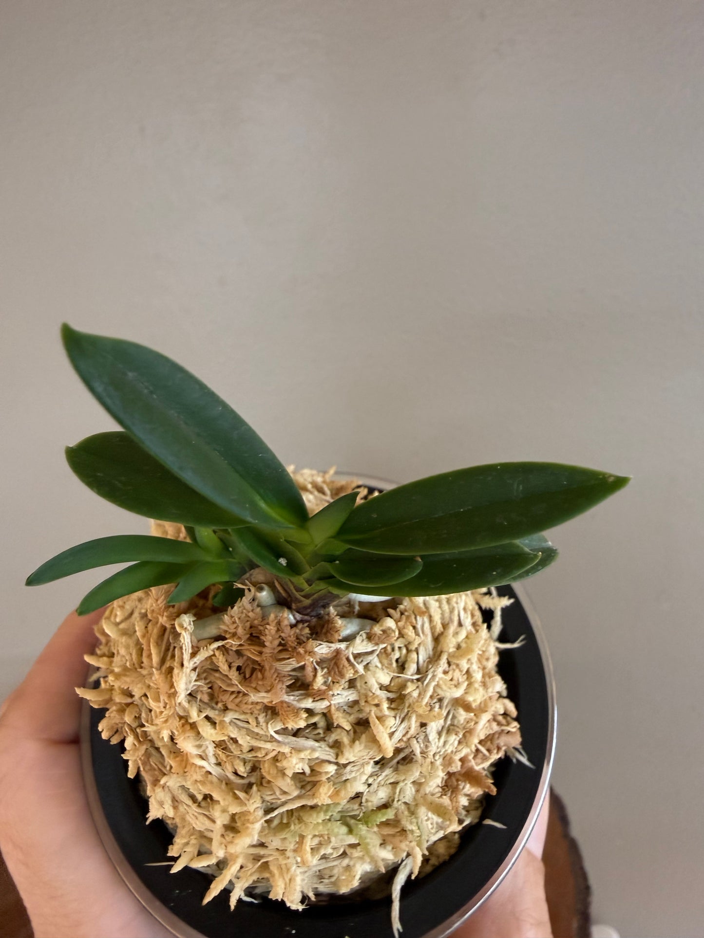 Neofinetia falcata Tamakongo 玉金剛