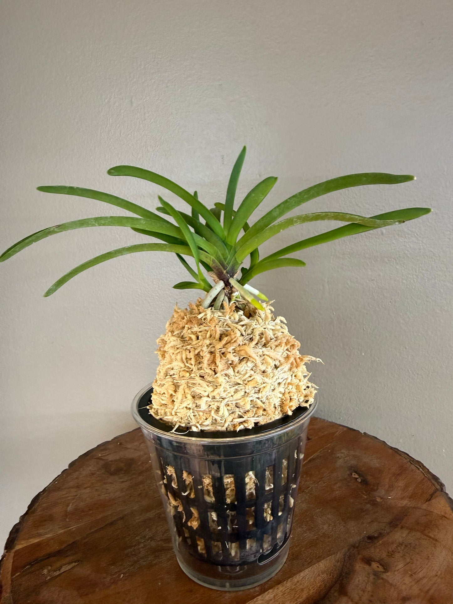 Neofinetia falcata Benigkaede 紅楓