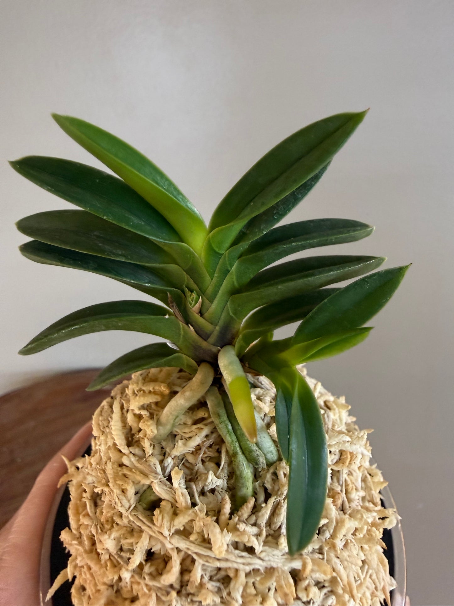 Neofinetia falcata Tsushima Ryokuho 對馬綠寶