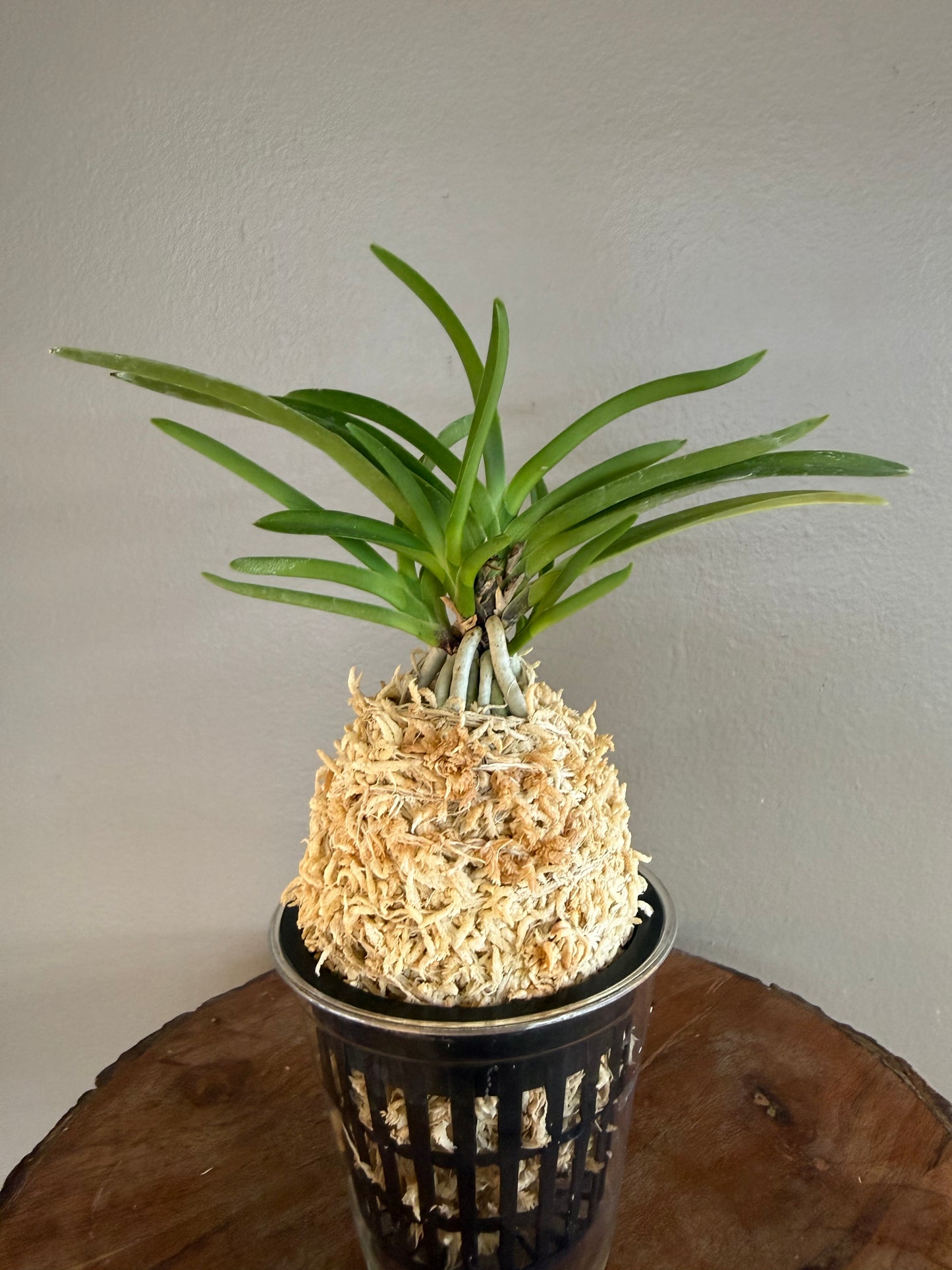 Neofinetia falcata Hanamatsuri 花祭