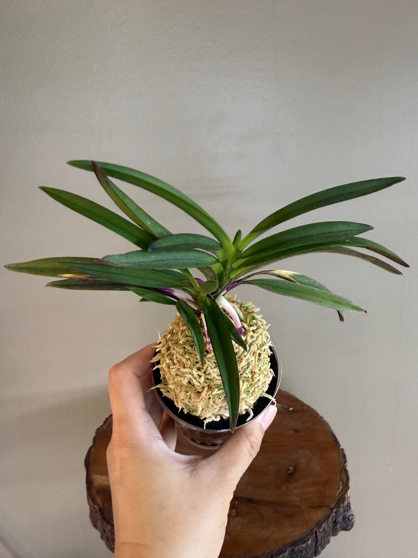 Neofinetia falcata Taiga 大河