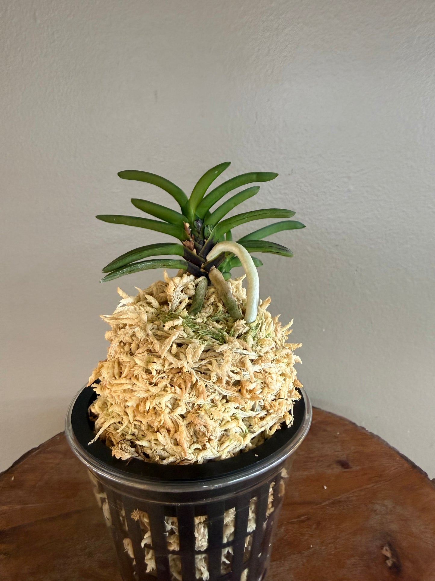 Neofinetia falcata Shigyoku 紫玉