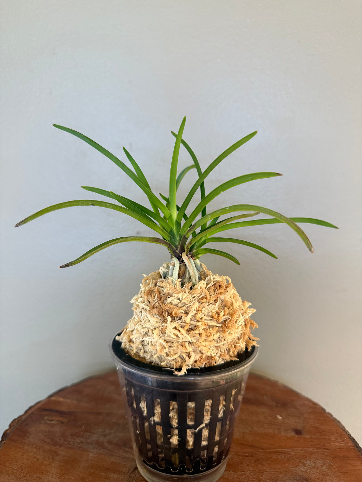 Neofinetia falcata Nangokunomai南國之舞