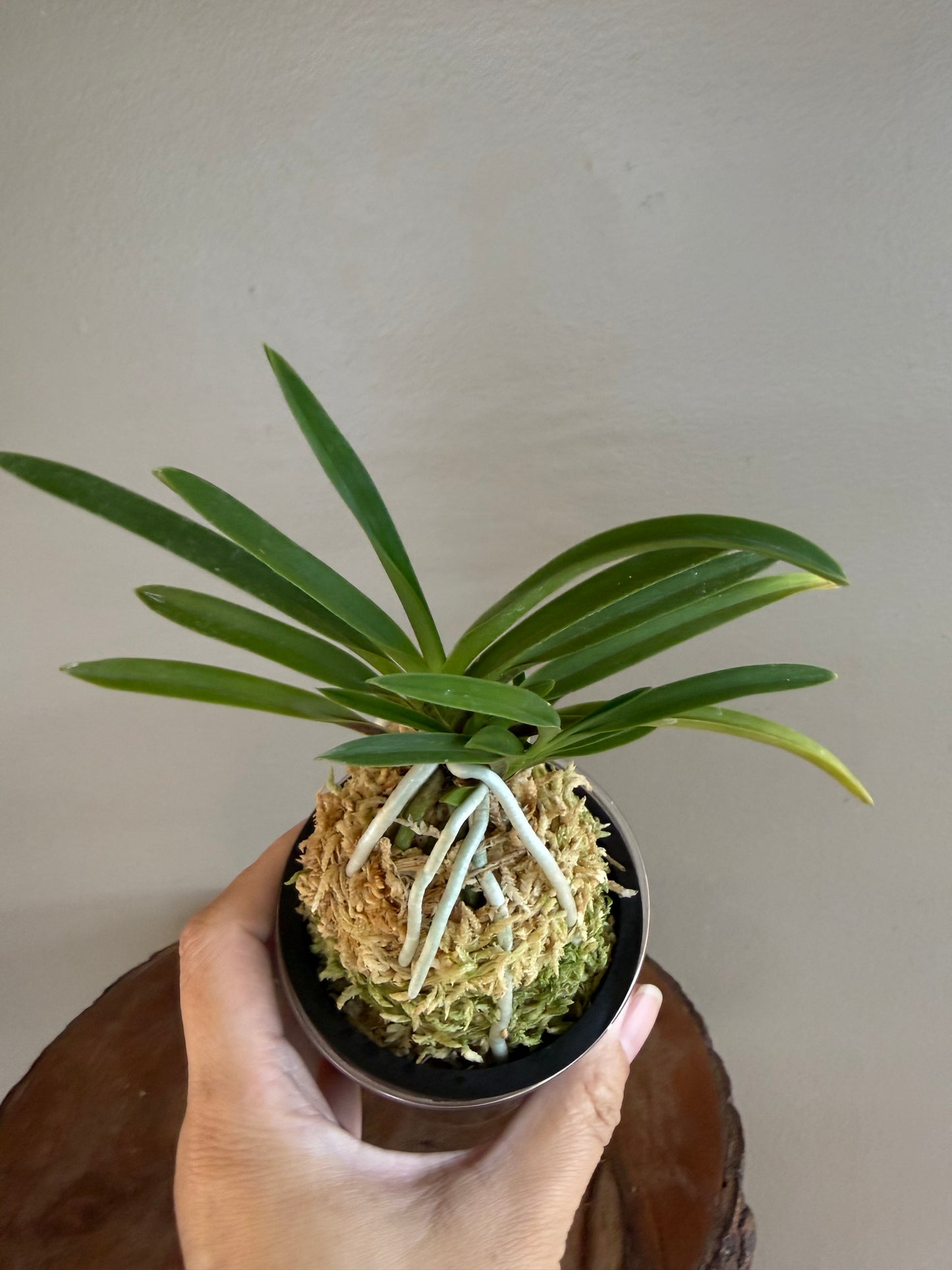 Neofinetia falcata Benigkaede 紅楓