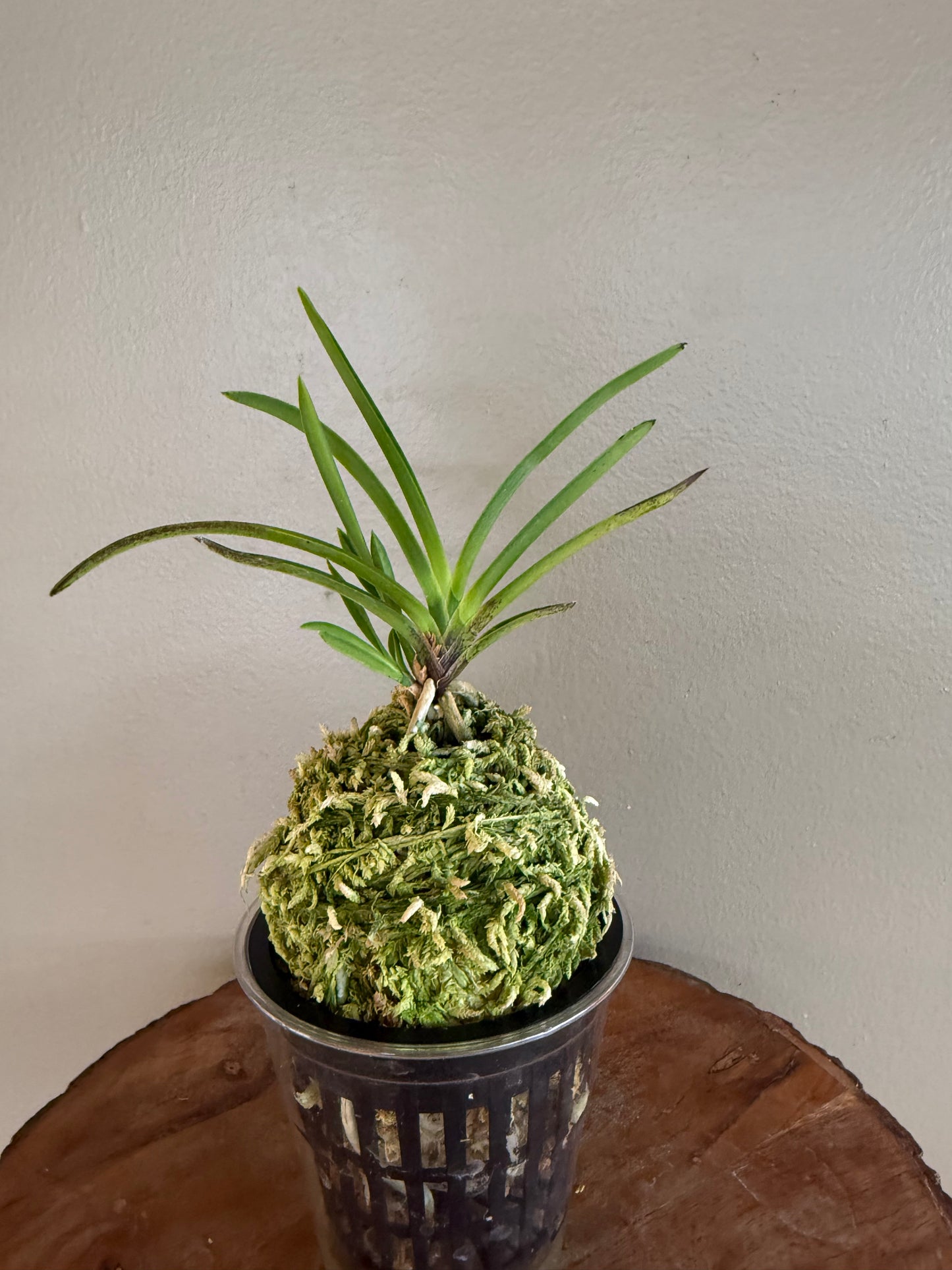 Neofinetia falcata Shunkyuden 春及殿