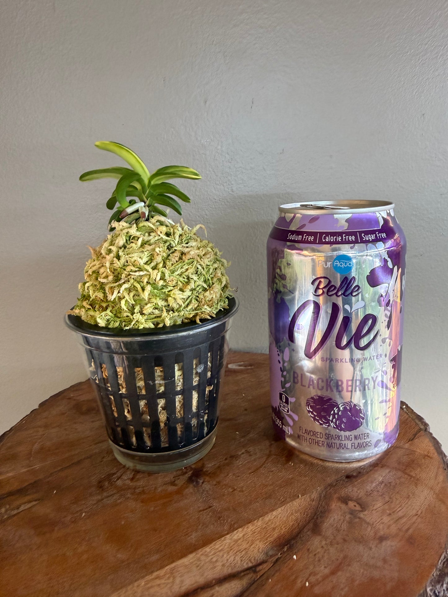 Neofinetia falcata Kakuozan 覚王山