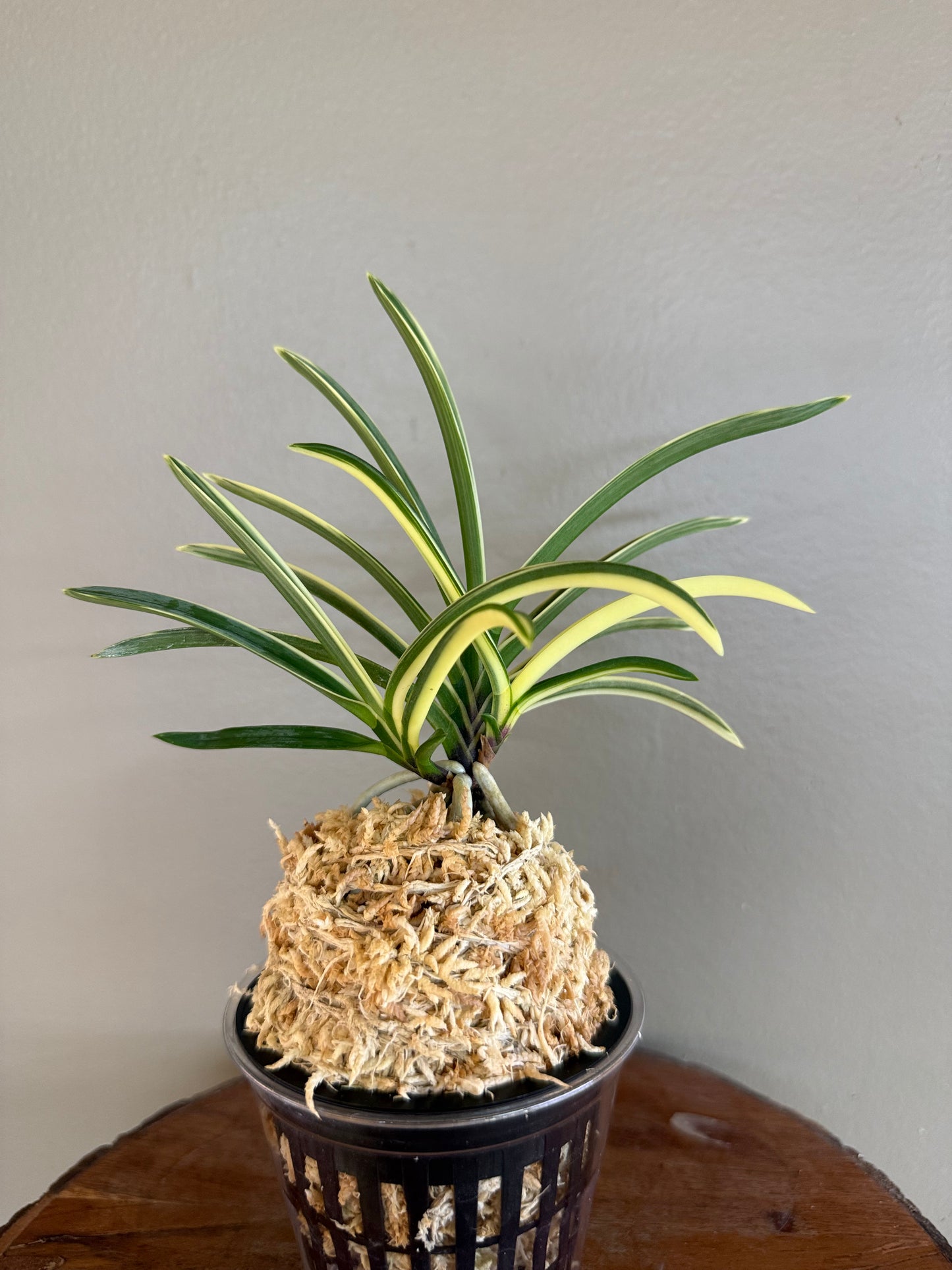 Neofinetia falcata Hongyeon 紅宴