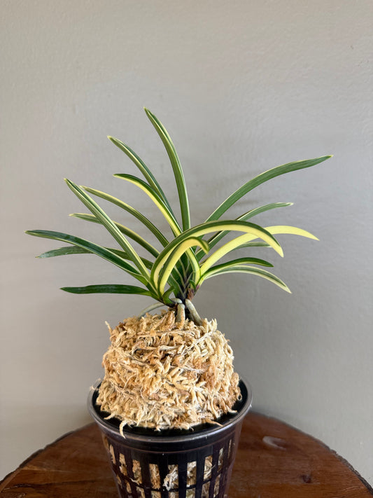 Neofinetia falcata Hongyeon 紅宴