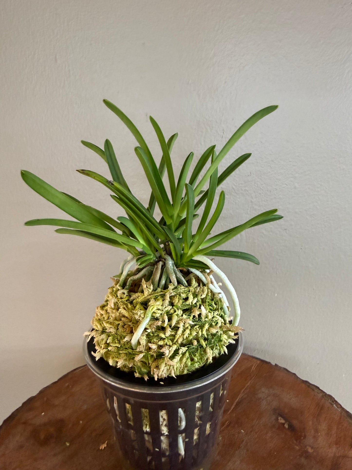 Neofinetia falcata Yamahoko 山鉾