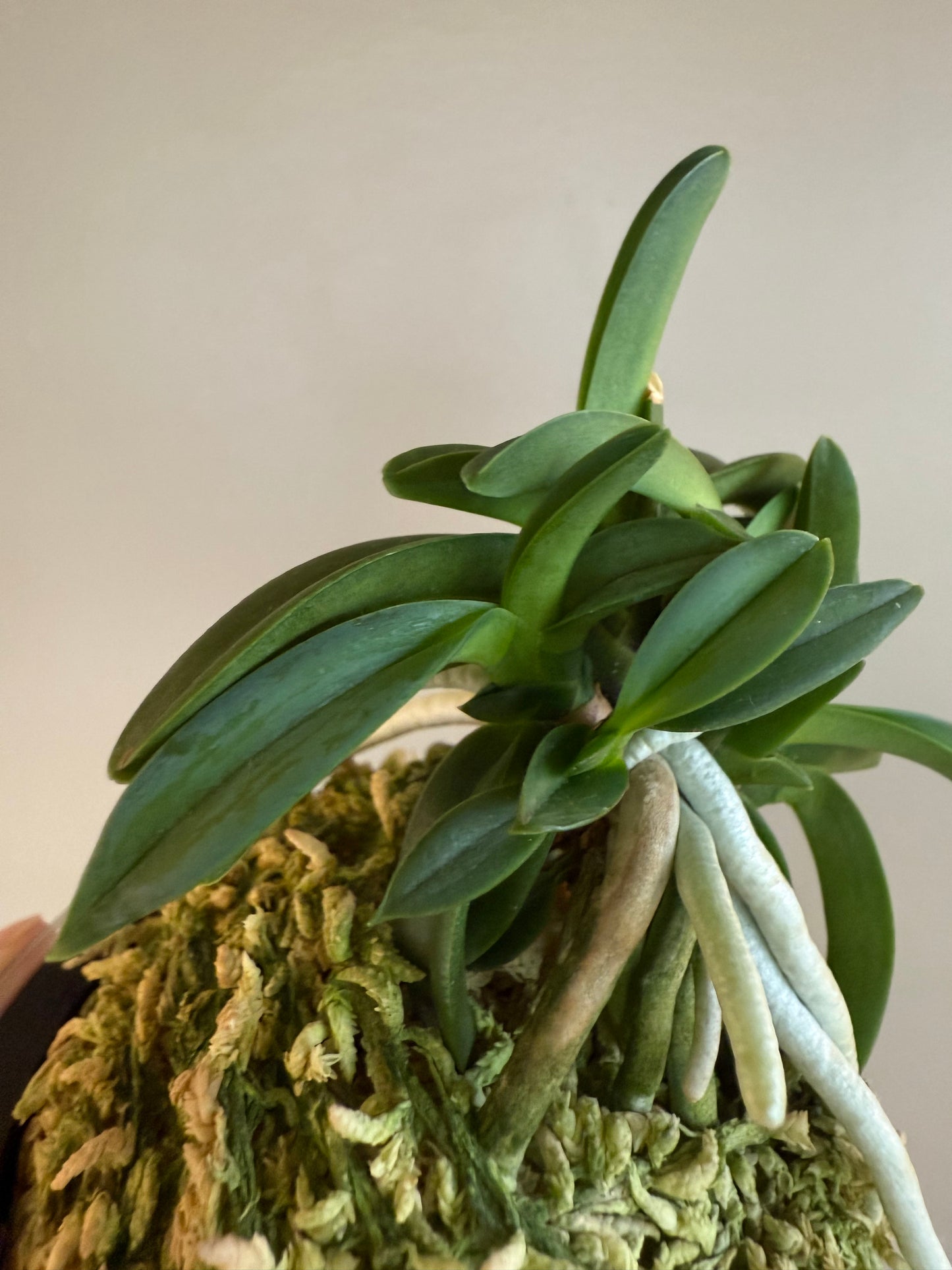 Neofinetia falcata Suikaden 翠華殿