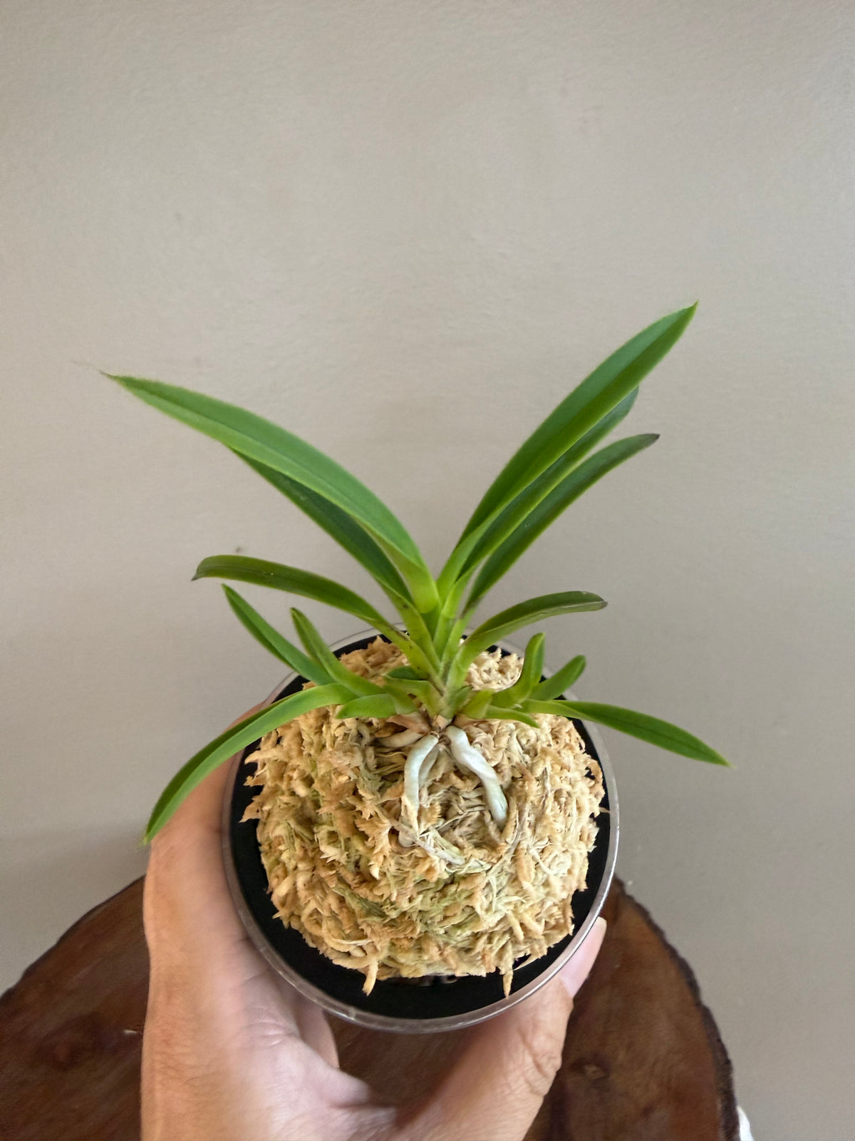 Neofinetia falcata Samjiyeon 三池淵