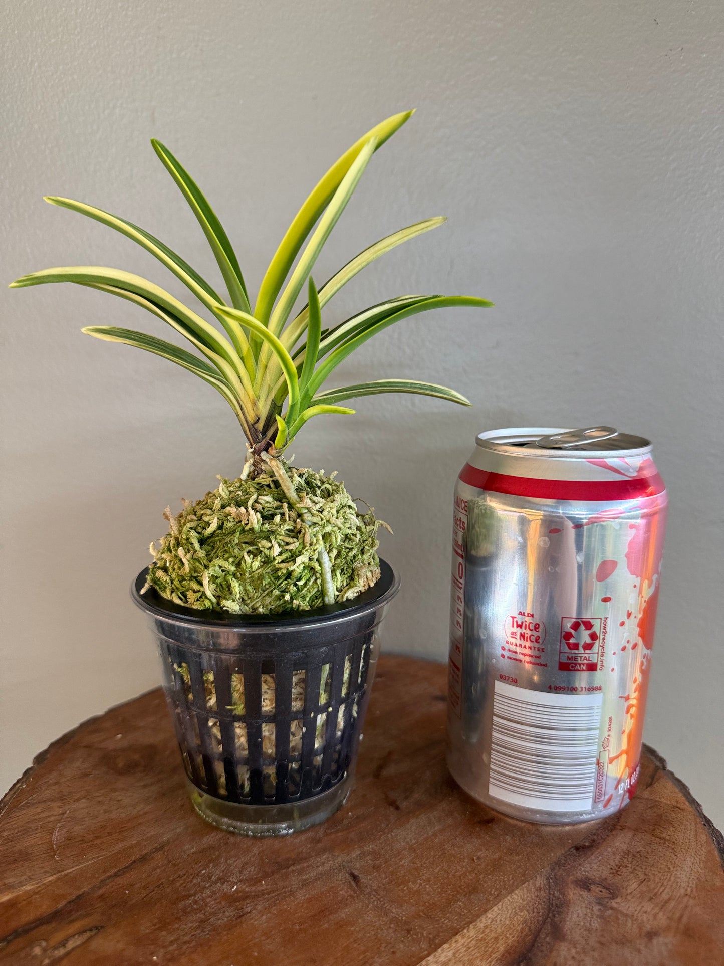 Neofinetia falcata Chikyuhou 地球寶