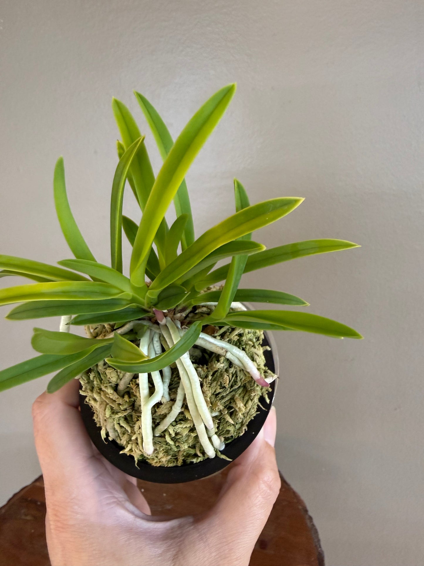 Neofinetia falcata Kinroukaku 金樓閣