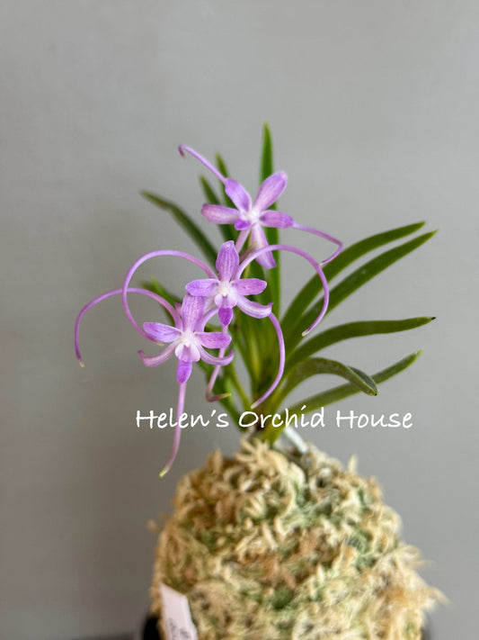 Neofinetia falcata Gongju 公主