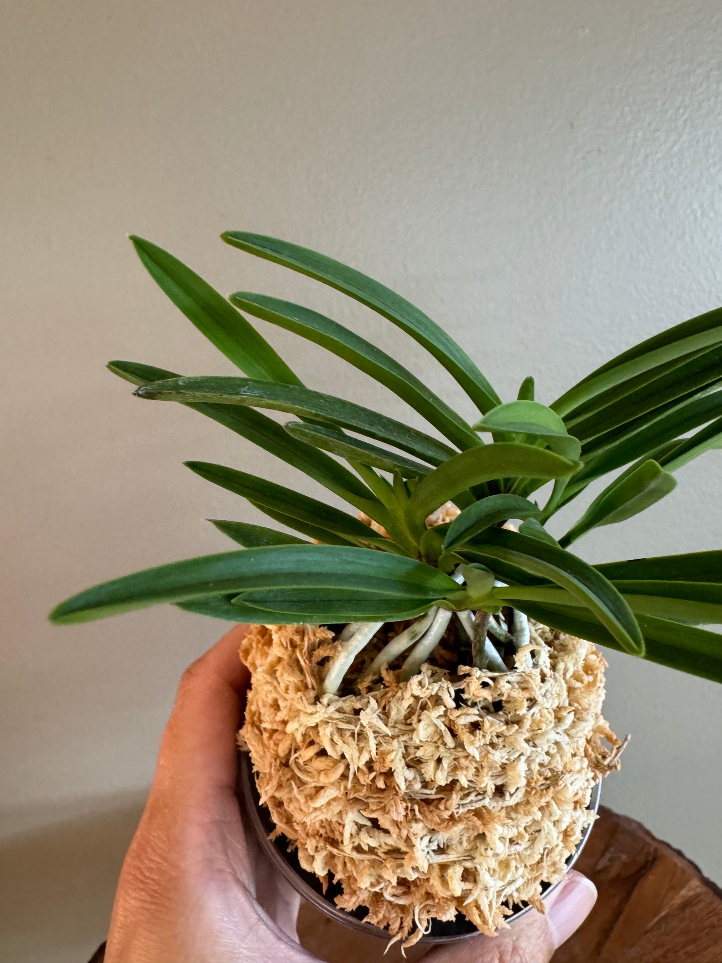 Neofinetia falcata Haru no Yuki 春之雪