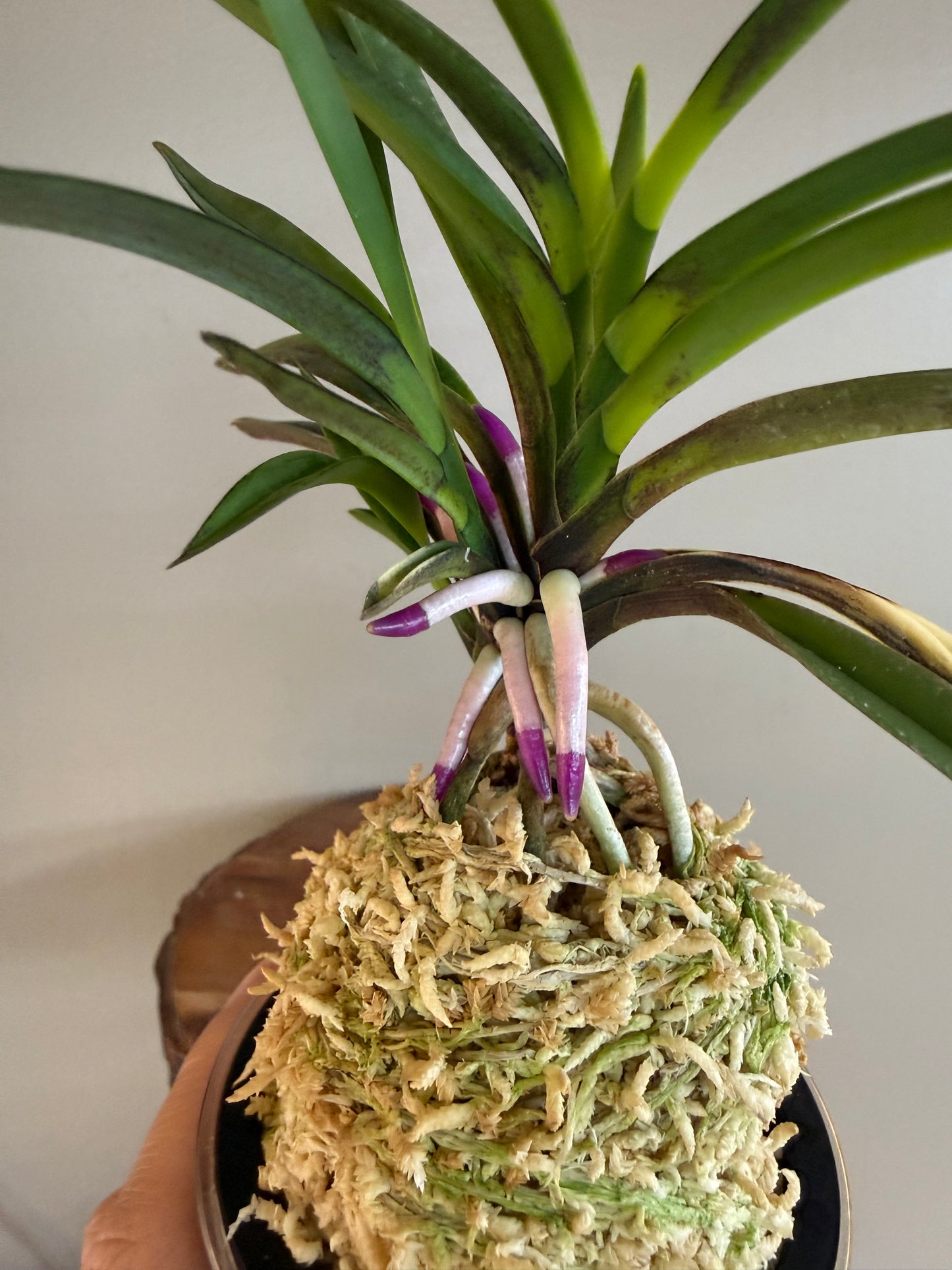 Neofinetia falcata Taiga 大河