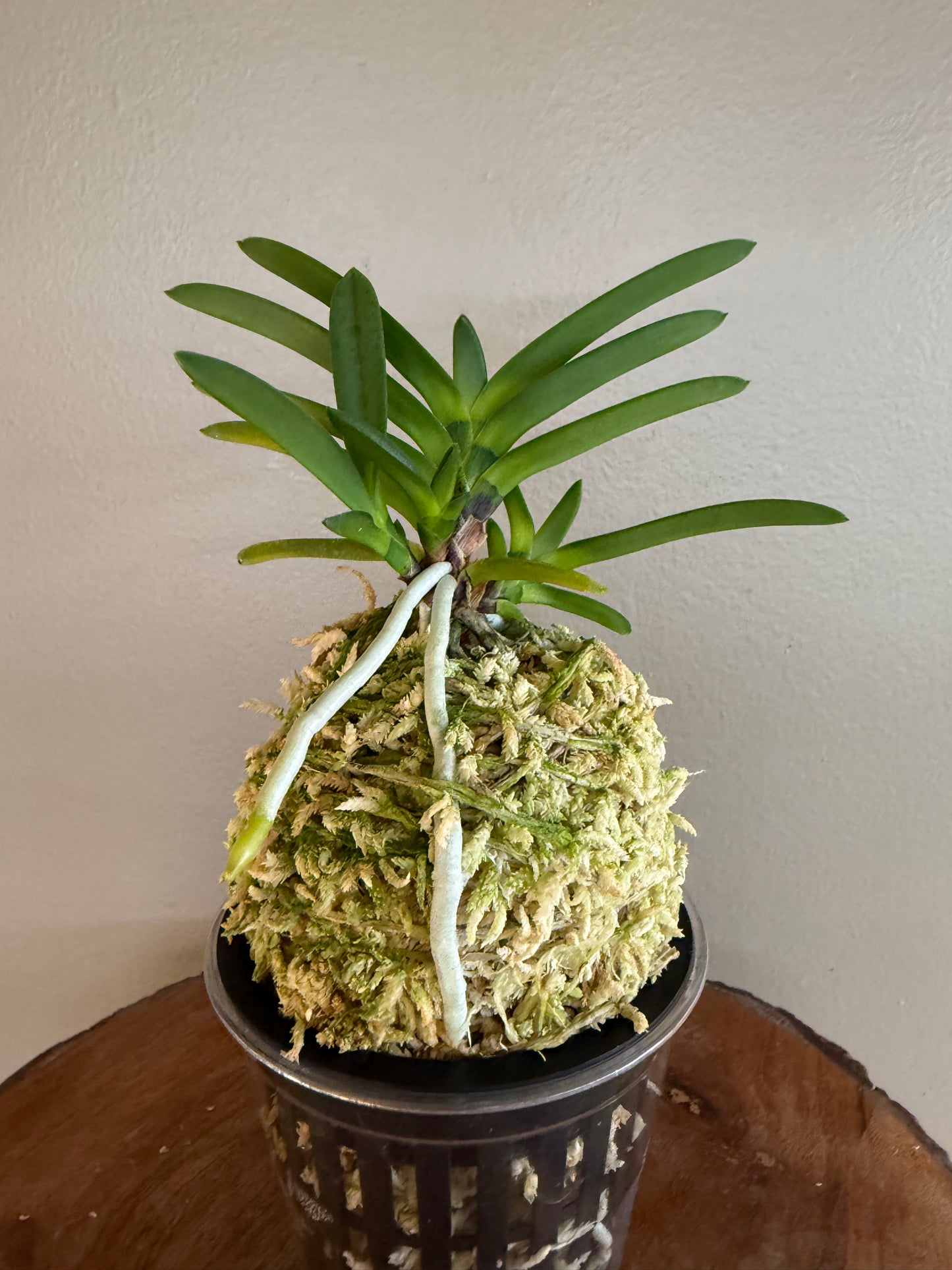 Neofinetia falcata Hongseong 紅星