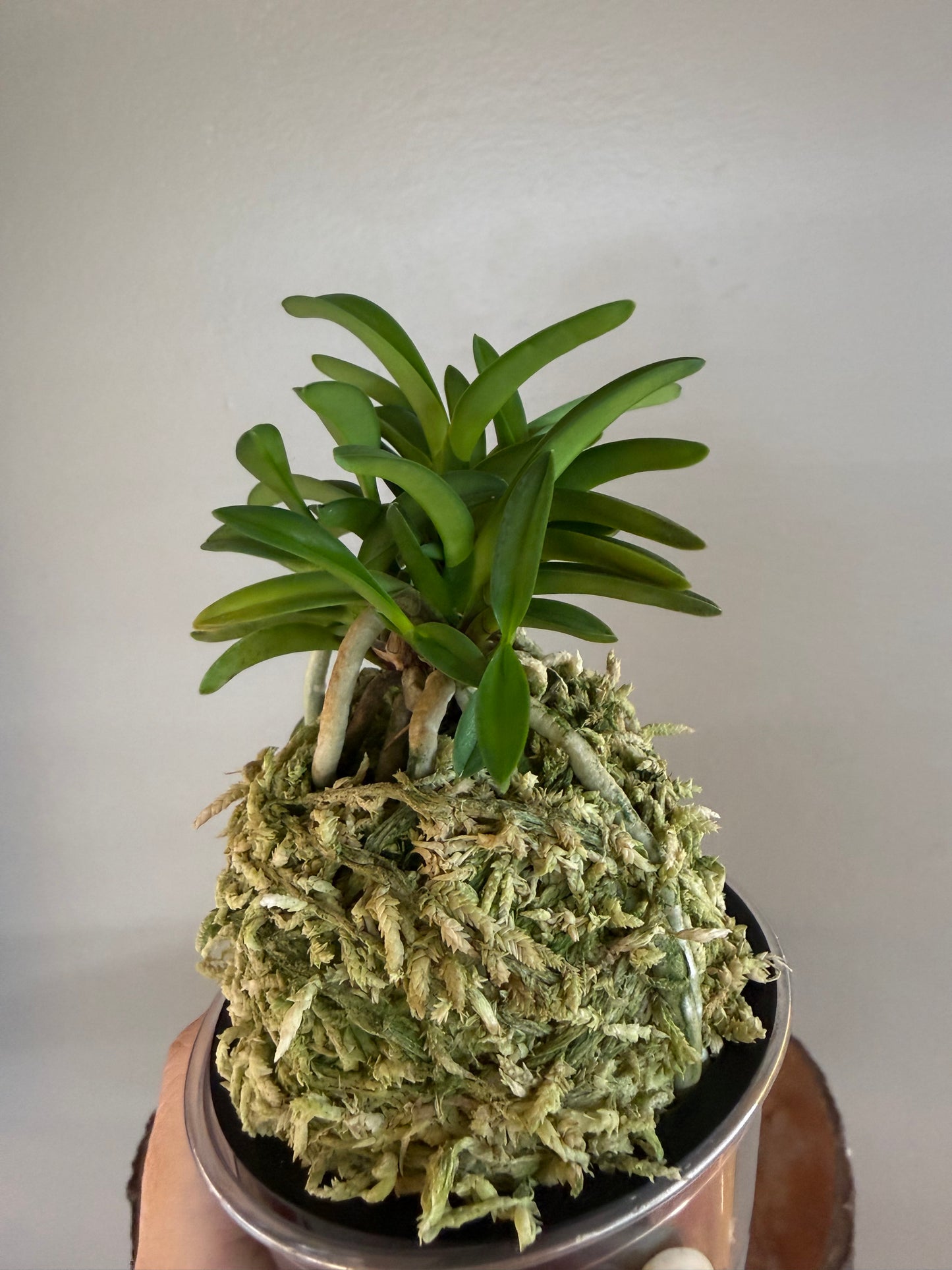 Neofinetia falcata Seidai 聖代