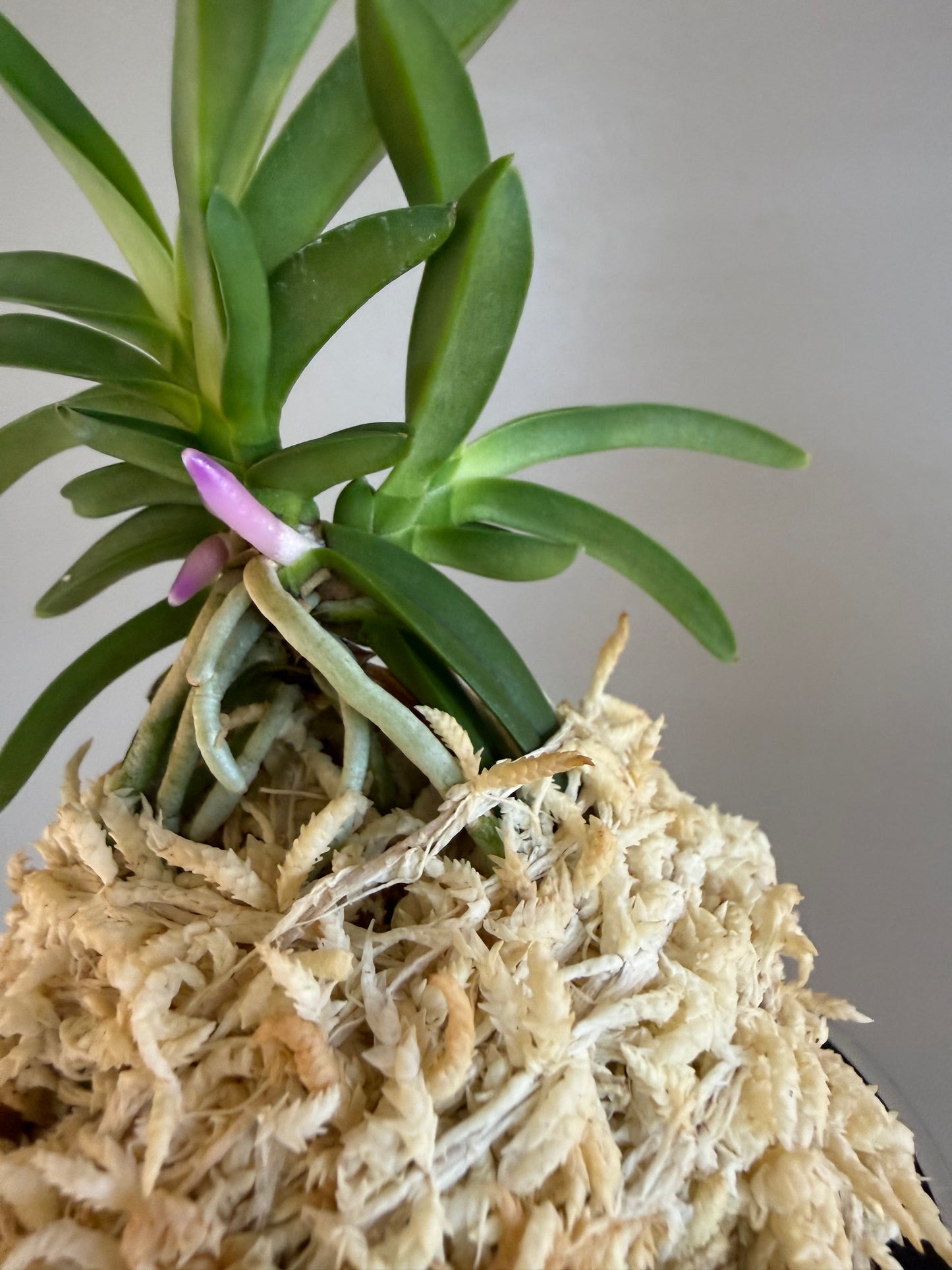 Neofinetia falcata Homeiden 豊明殿