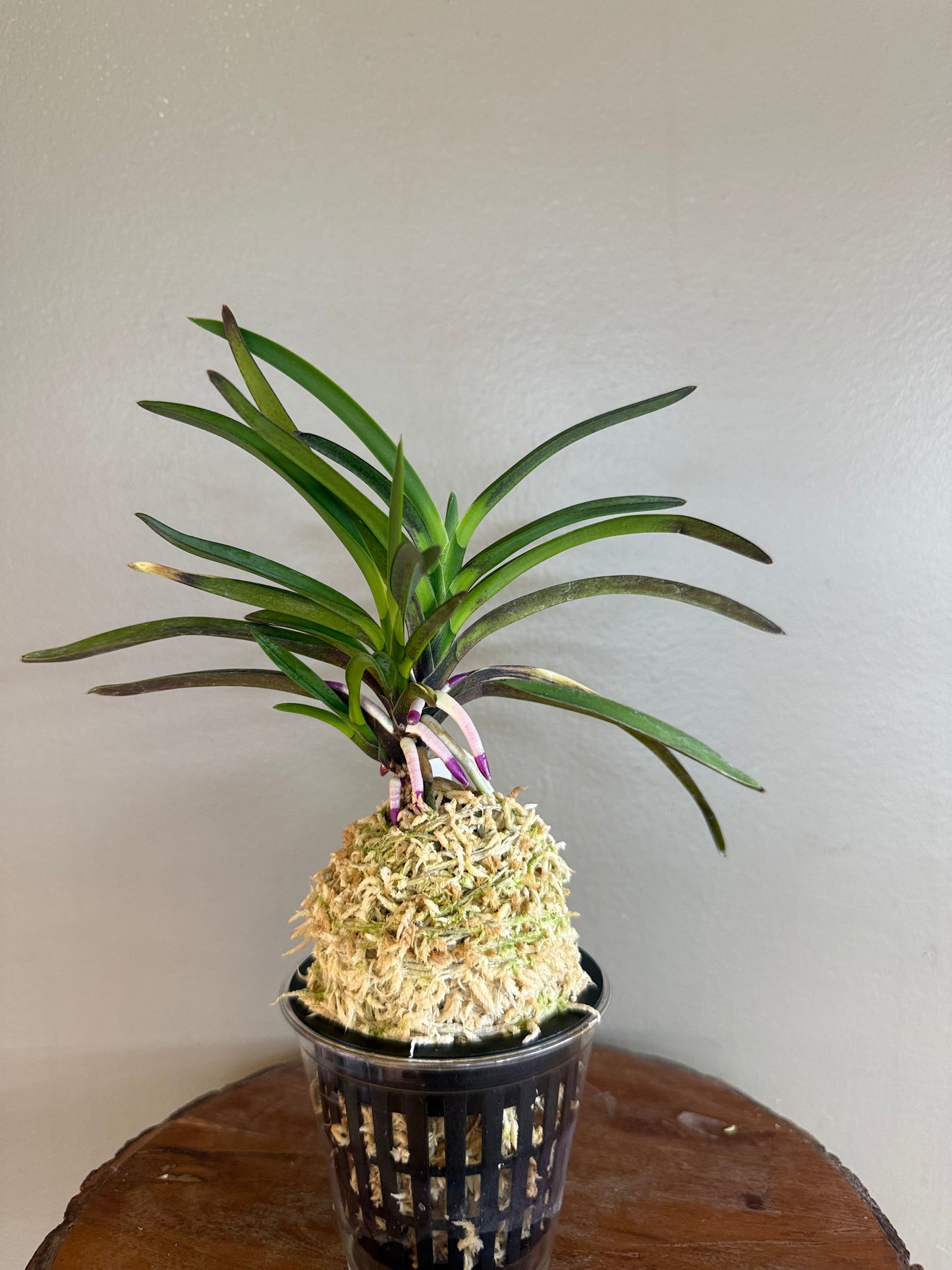 Neofinetia falcata Taiga 大河