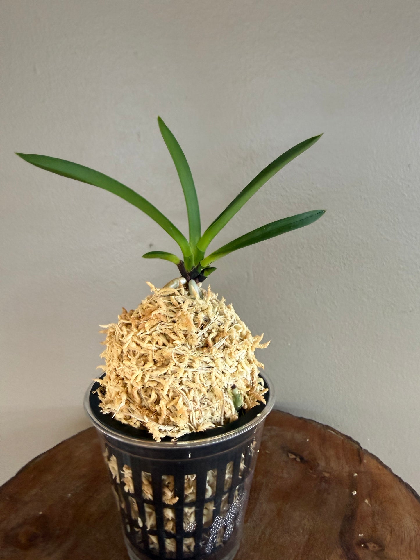 Neofinetia falcata Hien 緋燕