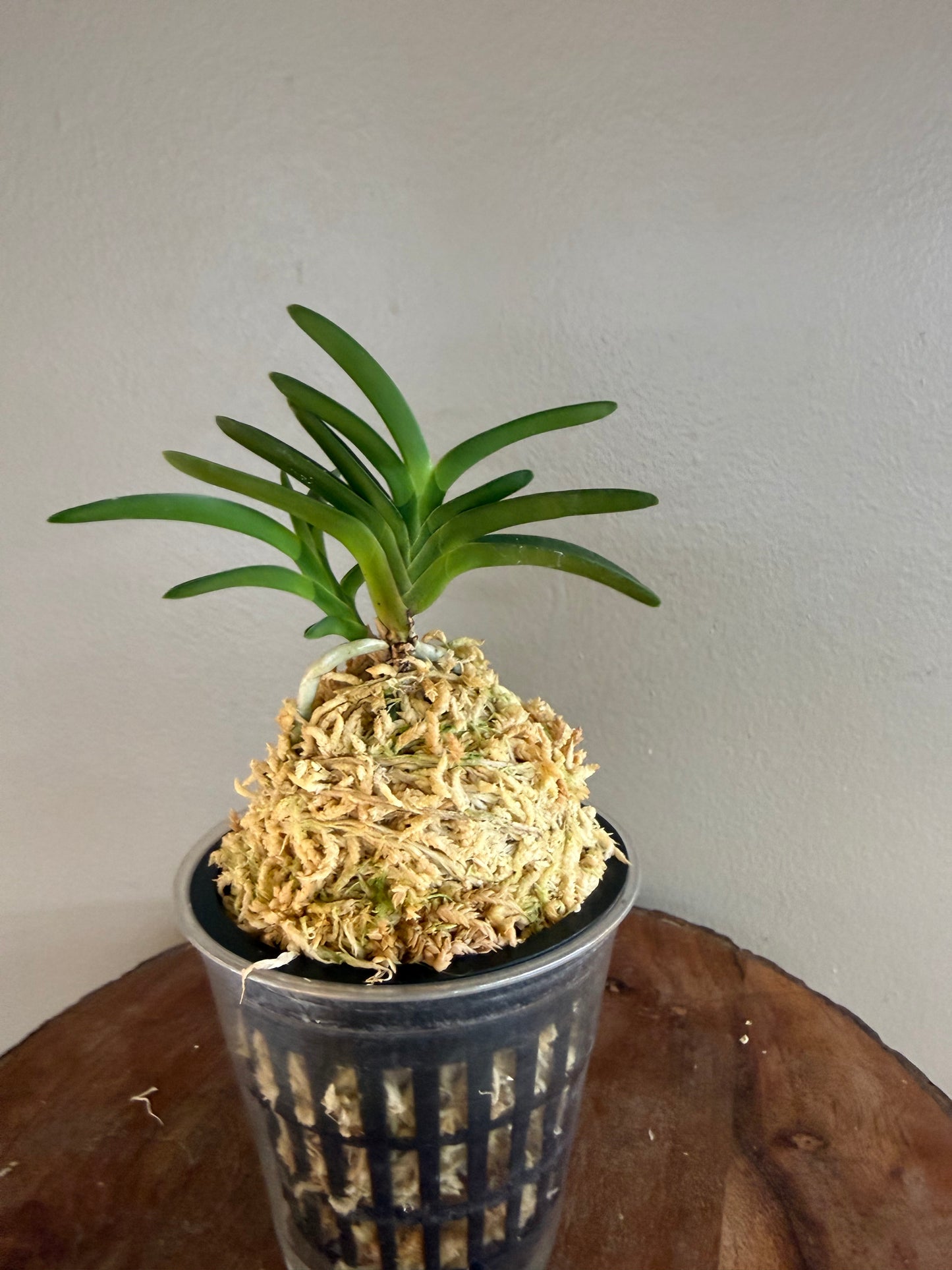 Neofinetia falcata Awaji 淡路