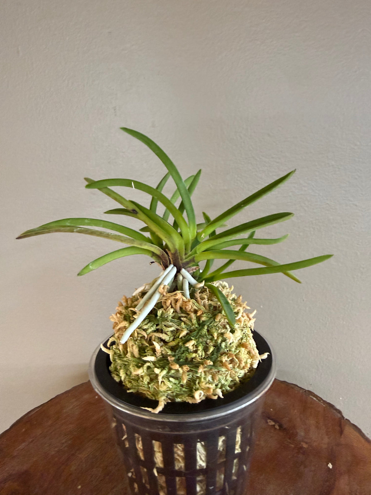 Neofinetia falcata Shineyukou 神龍紅