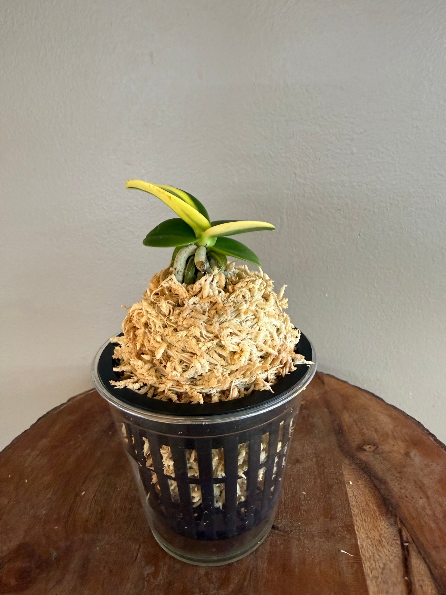 Sedirea japonica Minmaru Shima 明丸錦