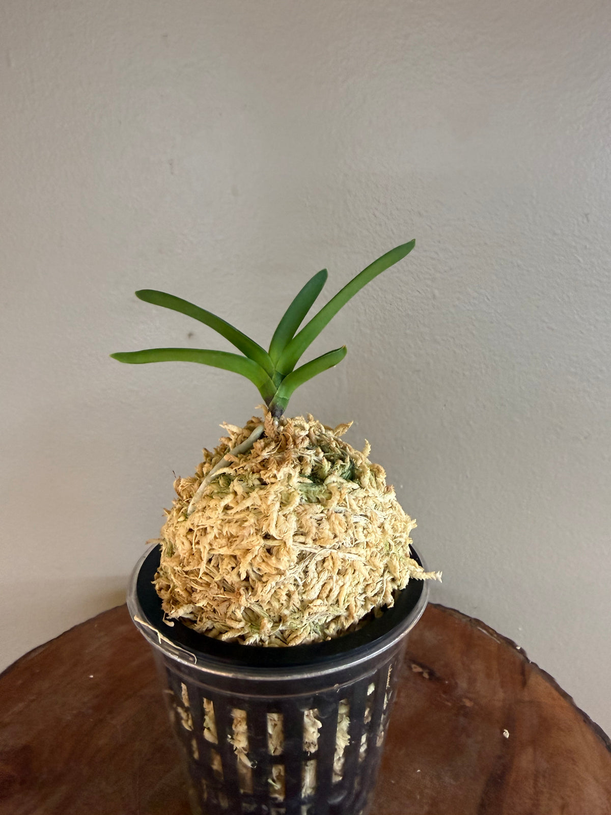Neofinetia falcata Hongsojeong 紅㗛頂