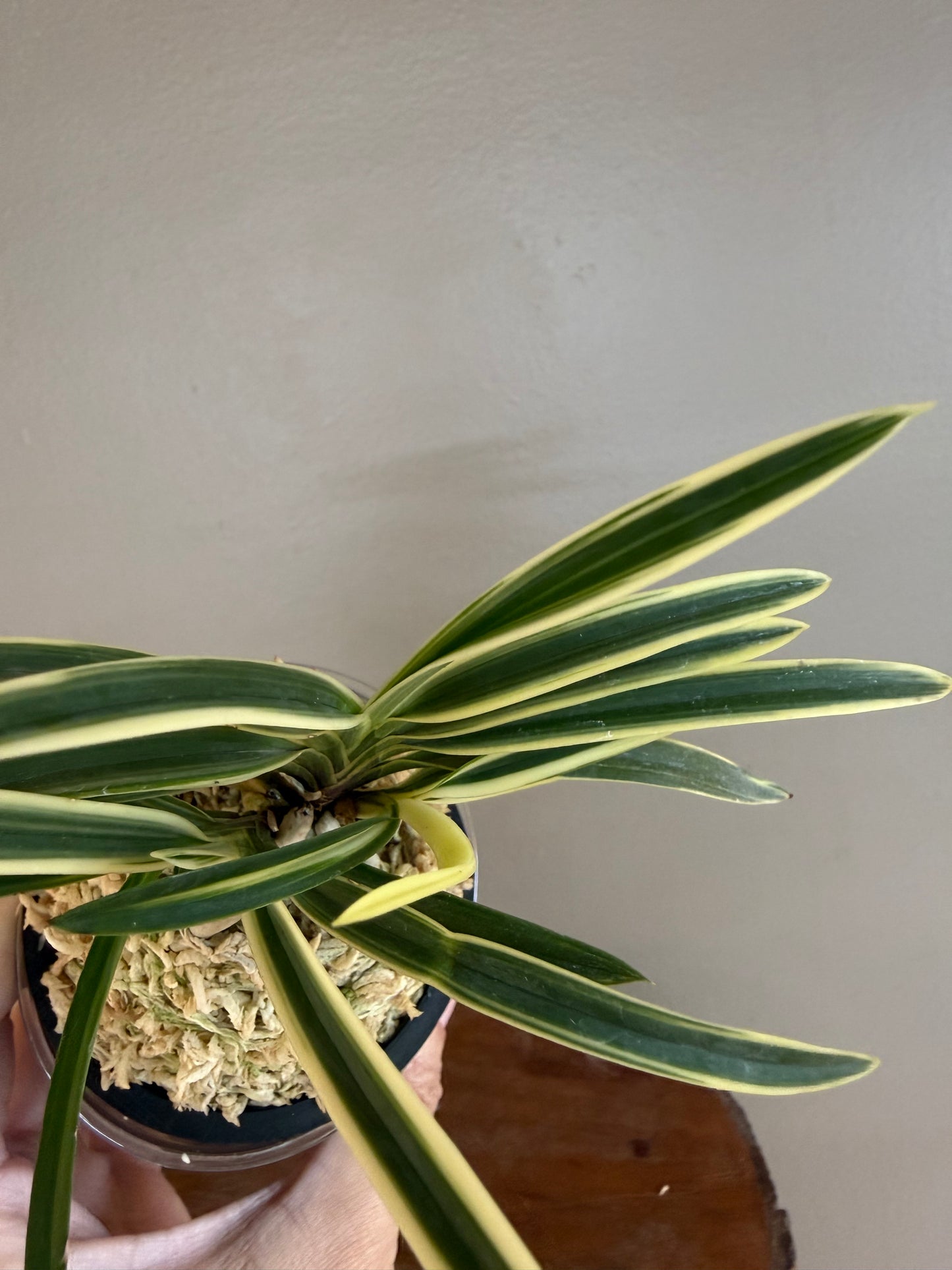 Neofinetia falcata Hakuo Fukurin 白皇覆輪