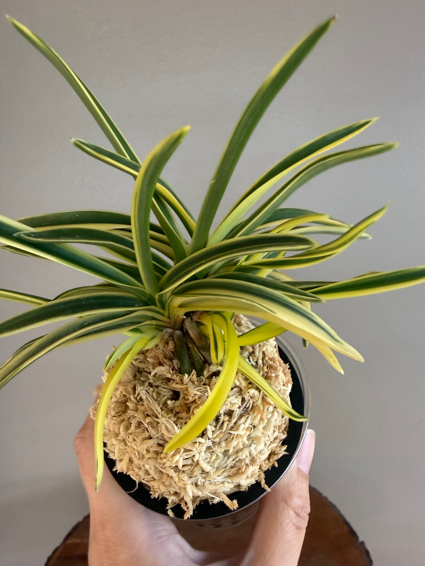 Neofinetia falcata shishinden 紫宸殿