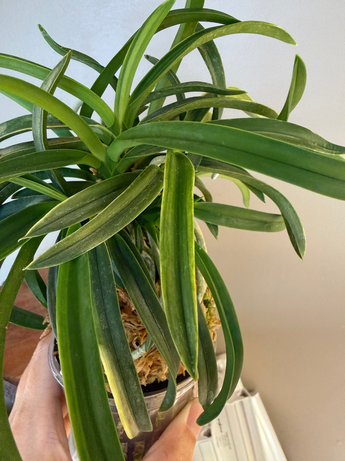 Neofinetia falcata Fugaku 富嶽