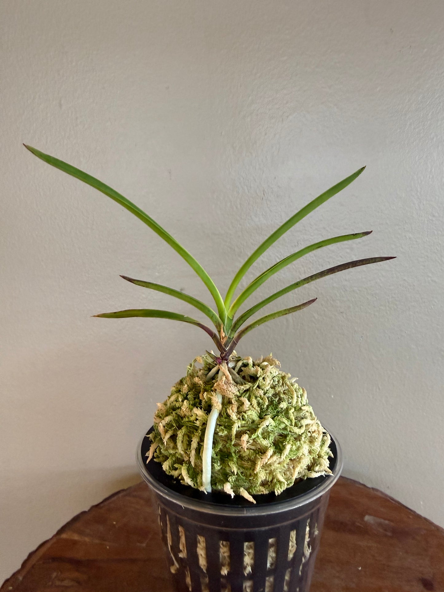 Neofinetia falcata Hanamatoi 花纏